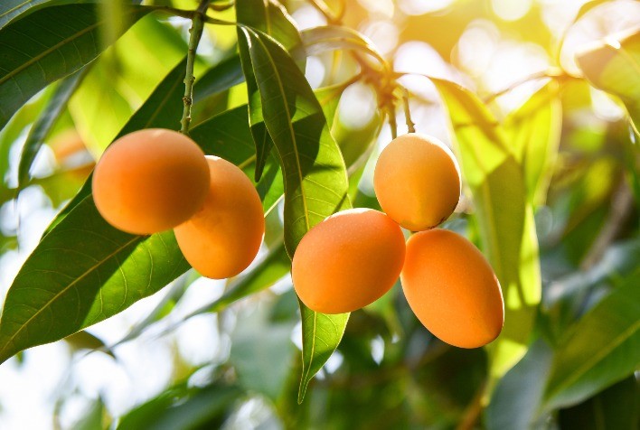 Fitorregulador pode proporcionar até 80% mais floração na manga