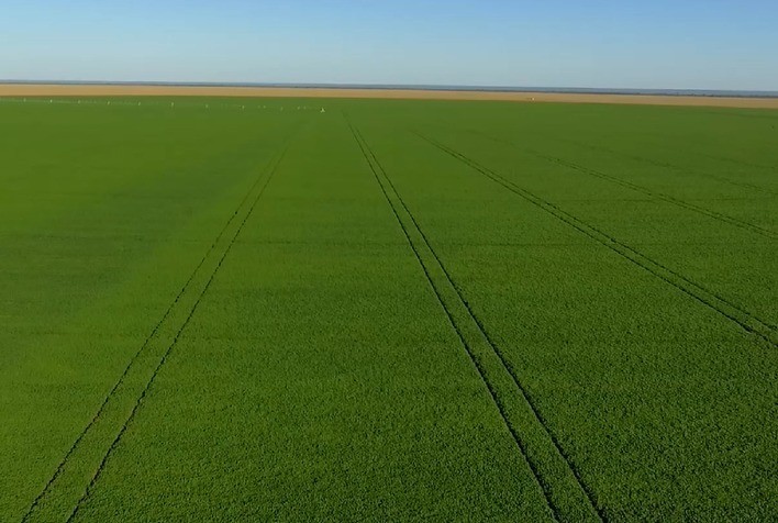 Manejo com biológicos pode promover incremento de até 7 sacas de feijão por hectare