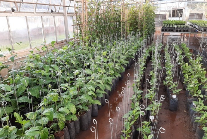 Circuito produtivo de frutas e hortaliças em escala familiar