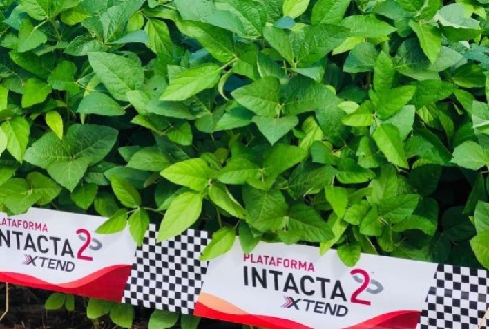 Bayer lança Intacta 2 Xtend®️, nova geração de soja que irá revolucionar o potencial produtivo do Brasil