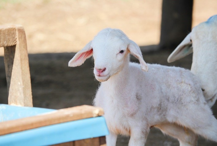 Produtores de ovinos devem redobrar cuidados com cordeiros durante frio