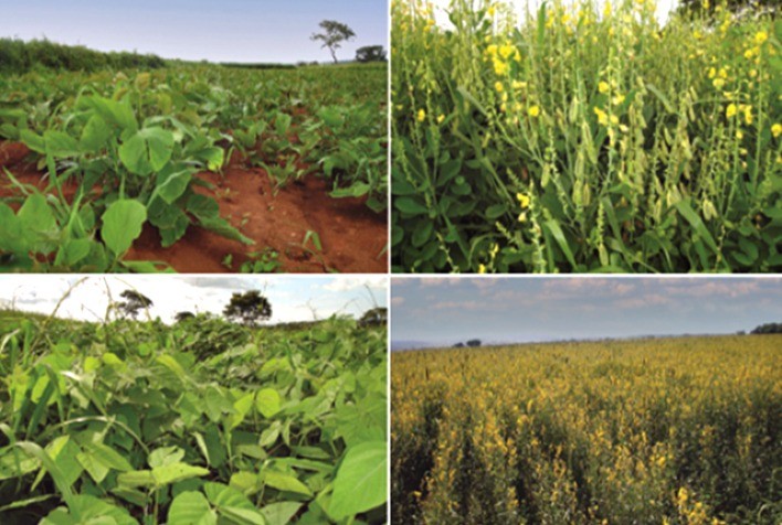 Contribuições agroecológicas de feijão em sistema de produção e práticas de manejo