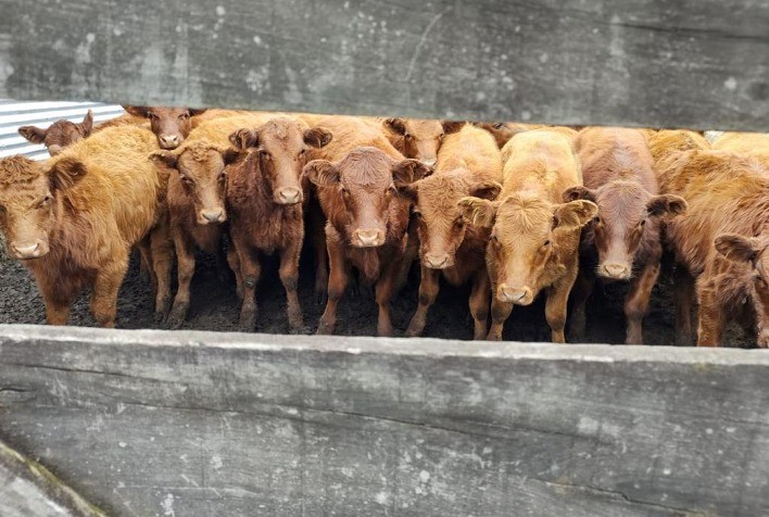 Leiloeiras formam aliança para comercialização de gado geral