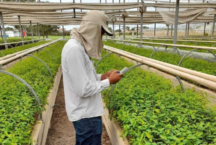 Veracel implementa processo digital de monitoramento de pragas e doenças no viveiro de mudas de eucalipto