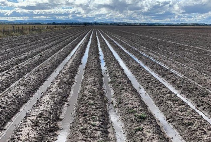 Grãos: técnica aumenta produtividade em até 26 sacas por hectare no Sul