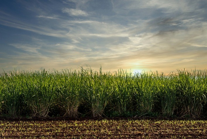 Cientistas obtêm nanocristais da palha da cana-de-açúcar