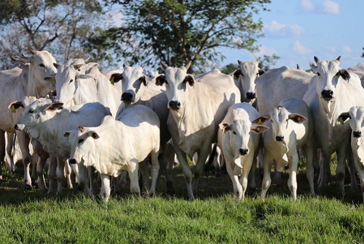 Segmento de gado de corte se consolida como uma das grandes apostas do agronegócio
