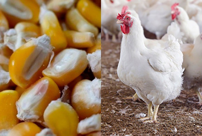 Um ano atrás, frango tinha poder de compra suficiente para adquirir uma tonelada a mais de milho