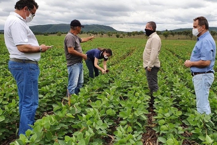 Soja em sistema de Integração Lavoura-Pecuária desponta como alternativa para desenvolvimento regional