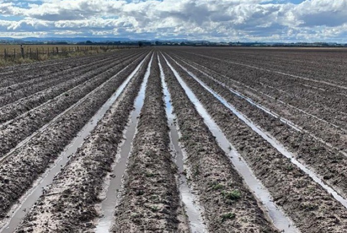 Técnica é capaz de aumentar produtividade de grãos em 26 sacas por hectare no Sul