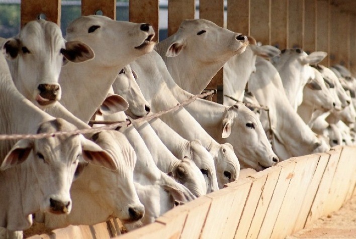 Os 07 hábitos dos confinamentos altamente eficazes