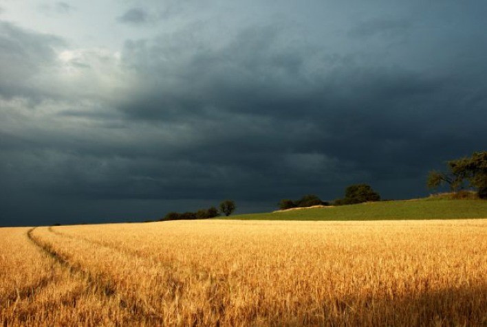 Previsões climáticas orientam a semeadura do trigo