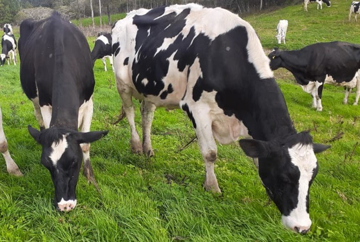 Reforço nas pastagens ajuda a otimizar custos da produção de leite