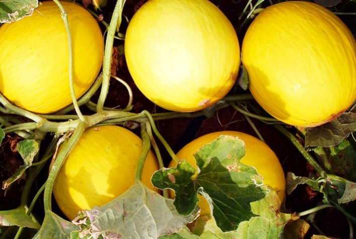 Melão: Como estão os preparativos para a safra 2021/22 do RN/CE?