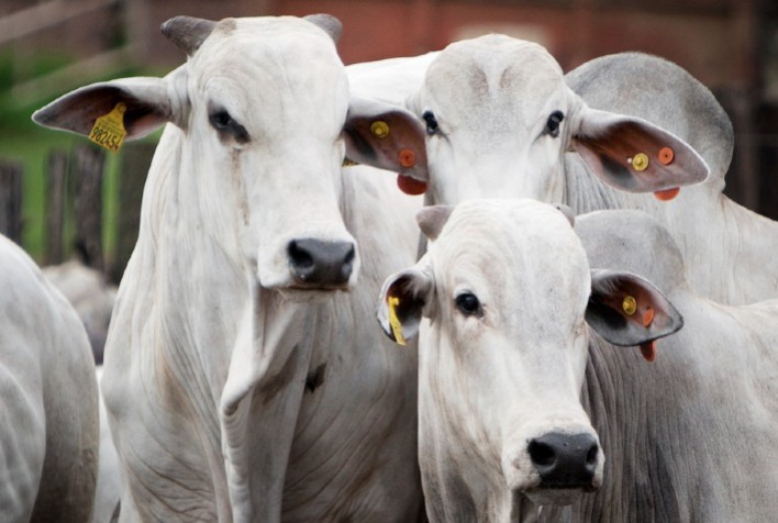 Boi gordo: avanço das escalas de abates em São Paulo, mas preços firmes