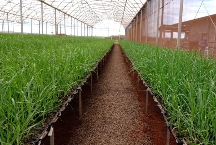 Núcleo de Mudas Pré-Brotadas da BP Bunge investe em variedades mais produtivas para abastecer canaviais
