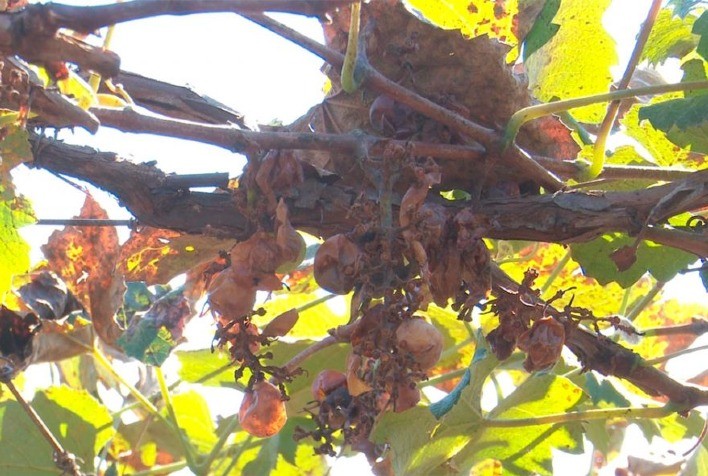 Morcegos destroem parreiral de uvas em Sorriso e causam prejuízo de cerca de R$ 30 mil