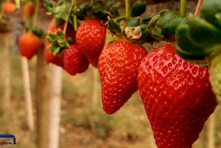 RS: produção de morangos está em excelente qualidade na região de Pelotas