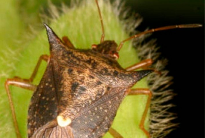 Bayer lança novidade para o controle de percevejos com alto choque e proteção prolongada