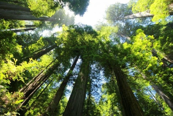 Sustentabilidade na agropecuária será medida com a comercialização de créditos de carbono