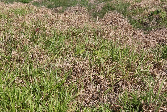 Síndrome da Morte do Braquiarão pode gerar muitos prejuízos ao pecuarista