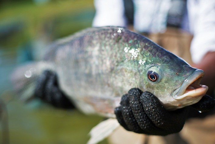 Baixas temperaturas do inverno prejudicam o metabolismo e a reprodução de peixes