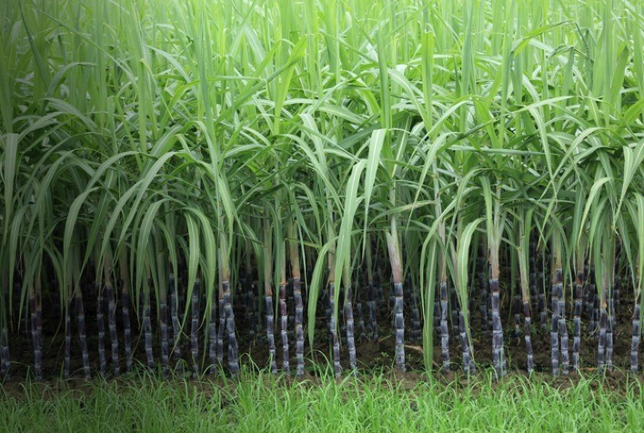 Tecnologia no manejo das ervas daninhas no canavial