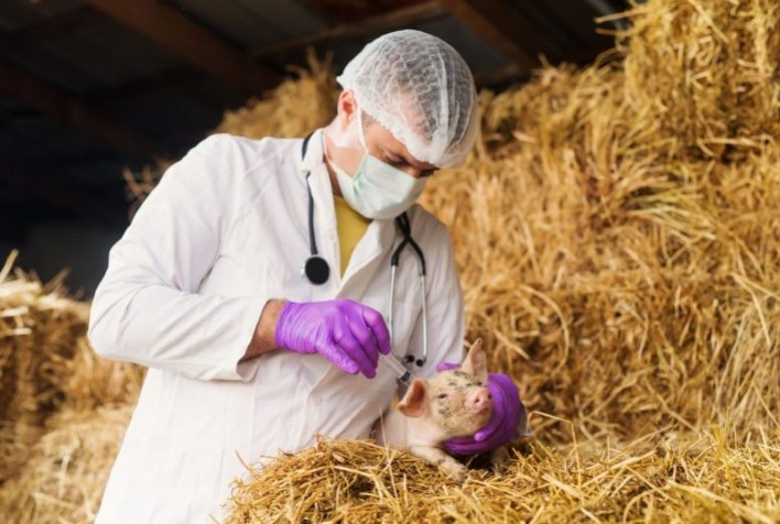 Vacinação em suínos - principais doenças e boas práticas