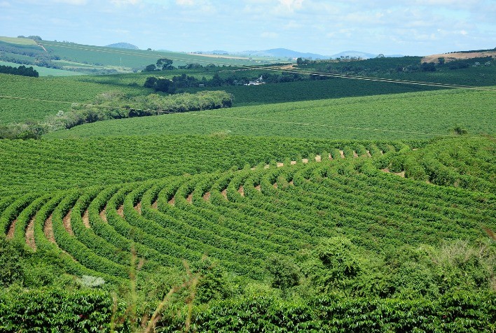 CNC manifesta preocupação com incentivos à expansão da área cultivada com café