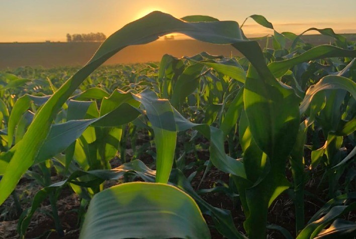 Tecnologia para o milho: Sipcam Nichino lança herbicida de última geração, baseado em nova molécula, no próximo dia 23