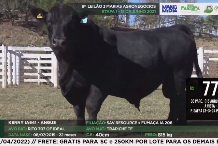 Leilão supera metas e valoriza raça Angus em SC