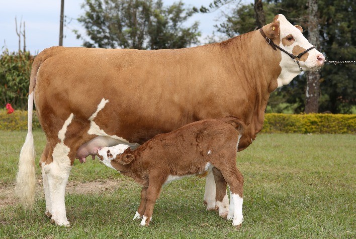 Simental terá exposição nacional e irá reunir 500 animais em julho