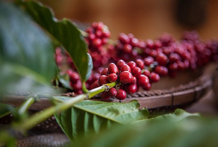 Com safra maior de café, Espírito Santo sofre com falta de mão de obra para colheita