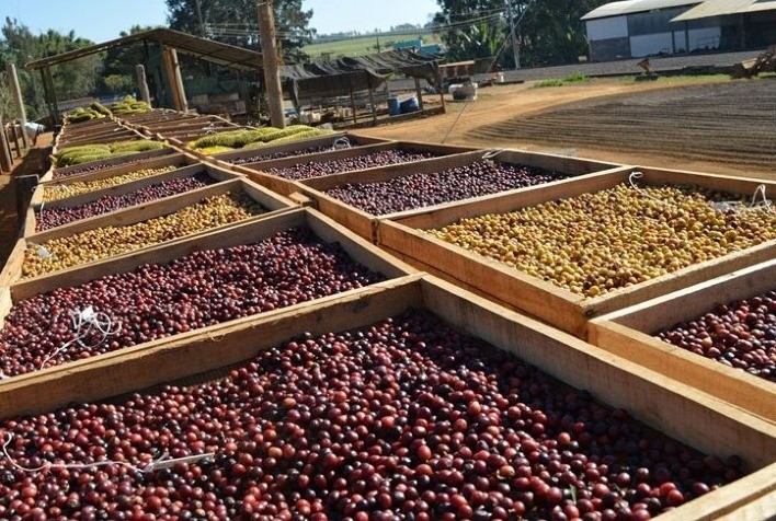 Faturamento bruto estimado dos Cafés do Brasil da espécie arábica corresponde a 78% e de conilon a 22% do total das lavouras cafeeiras