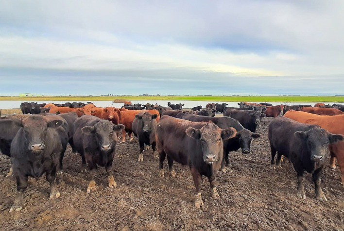 Confinamentos gaúchos começam a ser mapeados pelo Confina Brasil