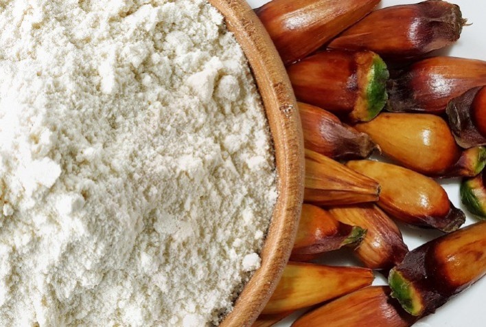 Pesquisa desenvolve farinha de pinhão cru isenta de glúten