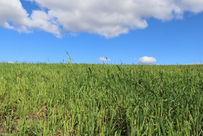Conheça os impactos do inverno na agricultura e os tratos culturais indicados
