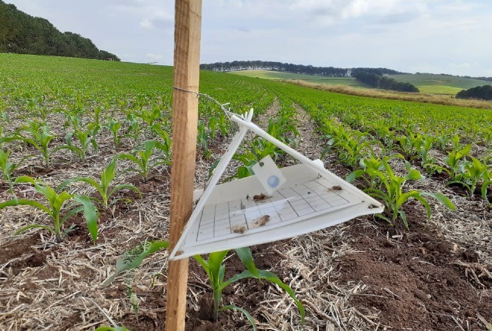 Uso de feromônios no controle de pragas contribui para agricultura sustentável