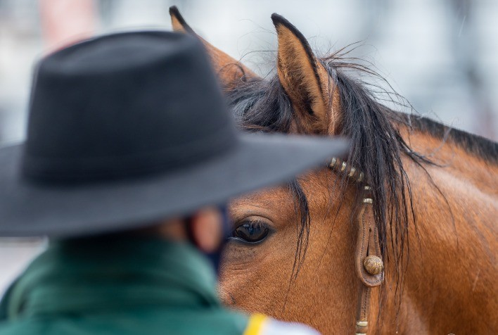 Calendário de provas do Cavalo Crioulo é adaptado para integrar a Expointer