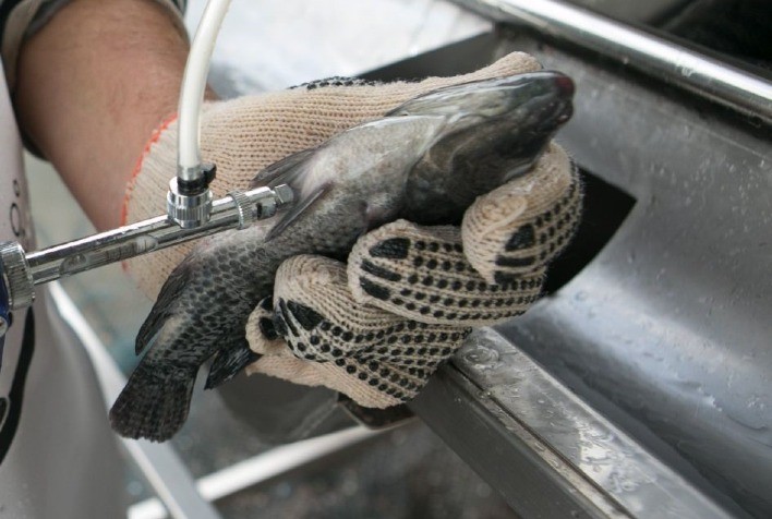 MSD Saúde Animal lança vacina bivalente inédita para Tilapicultura