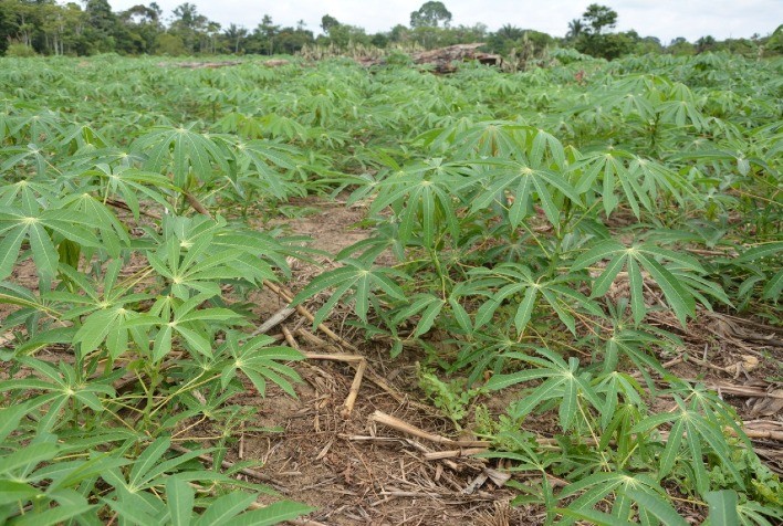 Pesquisa comprova boa produtividade de mandiocas cultivadas no Acre