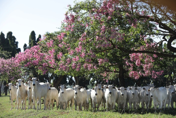 Fazenda Brumado promove mais uma edição do tradicional leilão da raça Nelore