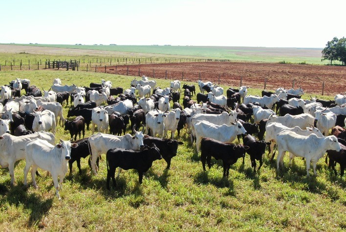 Campo Futuro levanta custos de produção de pecuária de corte, pecuária de leite e grãos