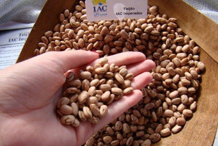 Ibrafe: Nova cultivar do Feijão-Carioca do IAC