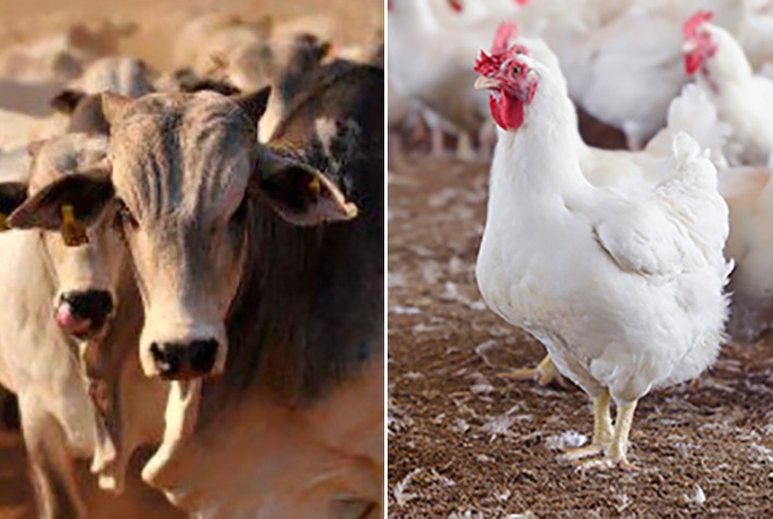 Competividade do frango frente ao boi amplia-se em 2021