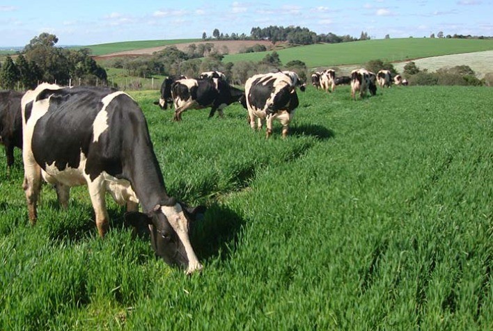 Fazendas de leite mais eficientes aumentaram produtividade 2,3 vezes mais rápido que a média nos últimos três anos