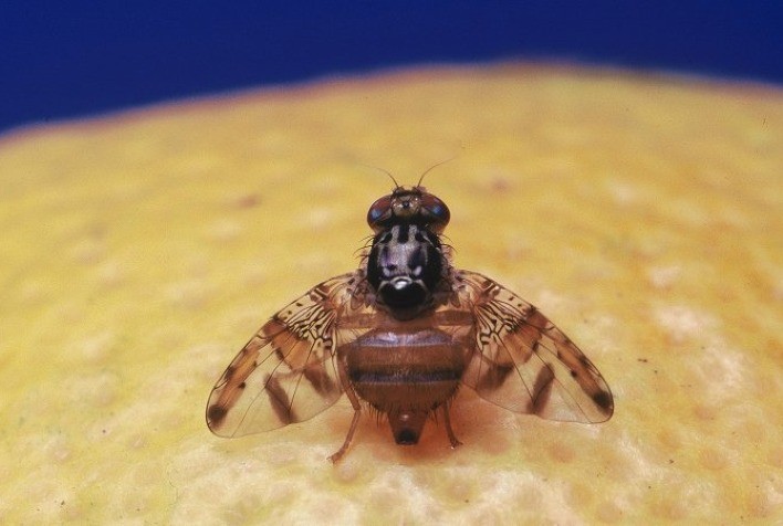 RN: 20 municípios são reconhecidos livre de mosca da fruta
