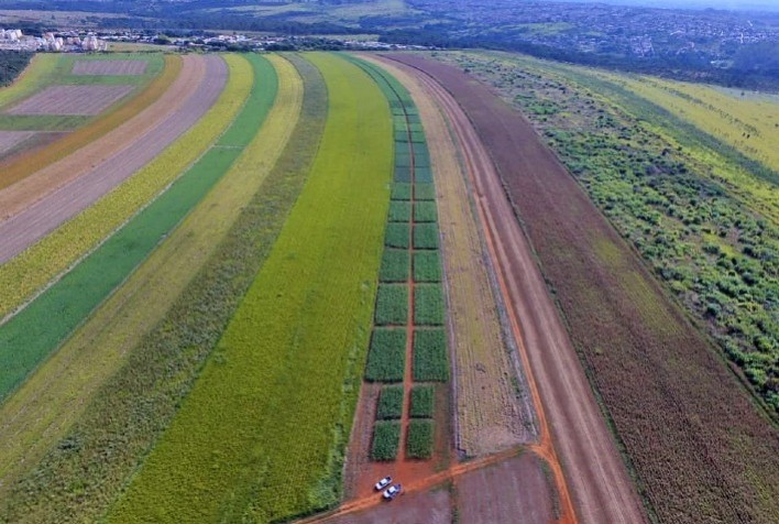 Cultivares de milho, sorgo e milheto da Embrapa são apresentadas em vitrines tecnológicas