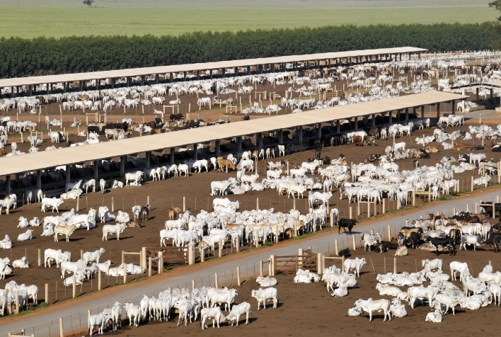 MAPA certifica aditivo 100% natural da Premix