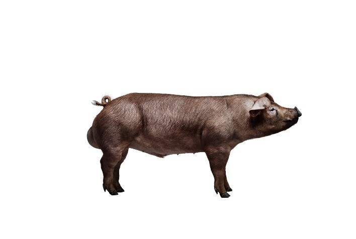 Macho Terminador da Topigs Norsvin oferece aos clientes melhor conversão alimentar